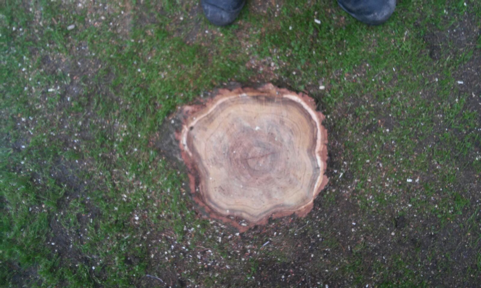 Destoconado (retirada del tocón de un árbol talado)